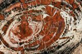 Red/Black Petrified Wood (Araucarioxylon) Round - Arizona #112017-1